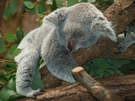 koala australie