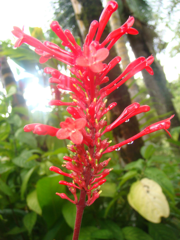 flore hawaii
