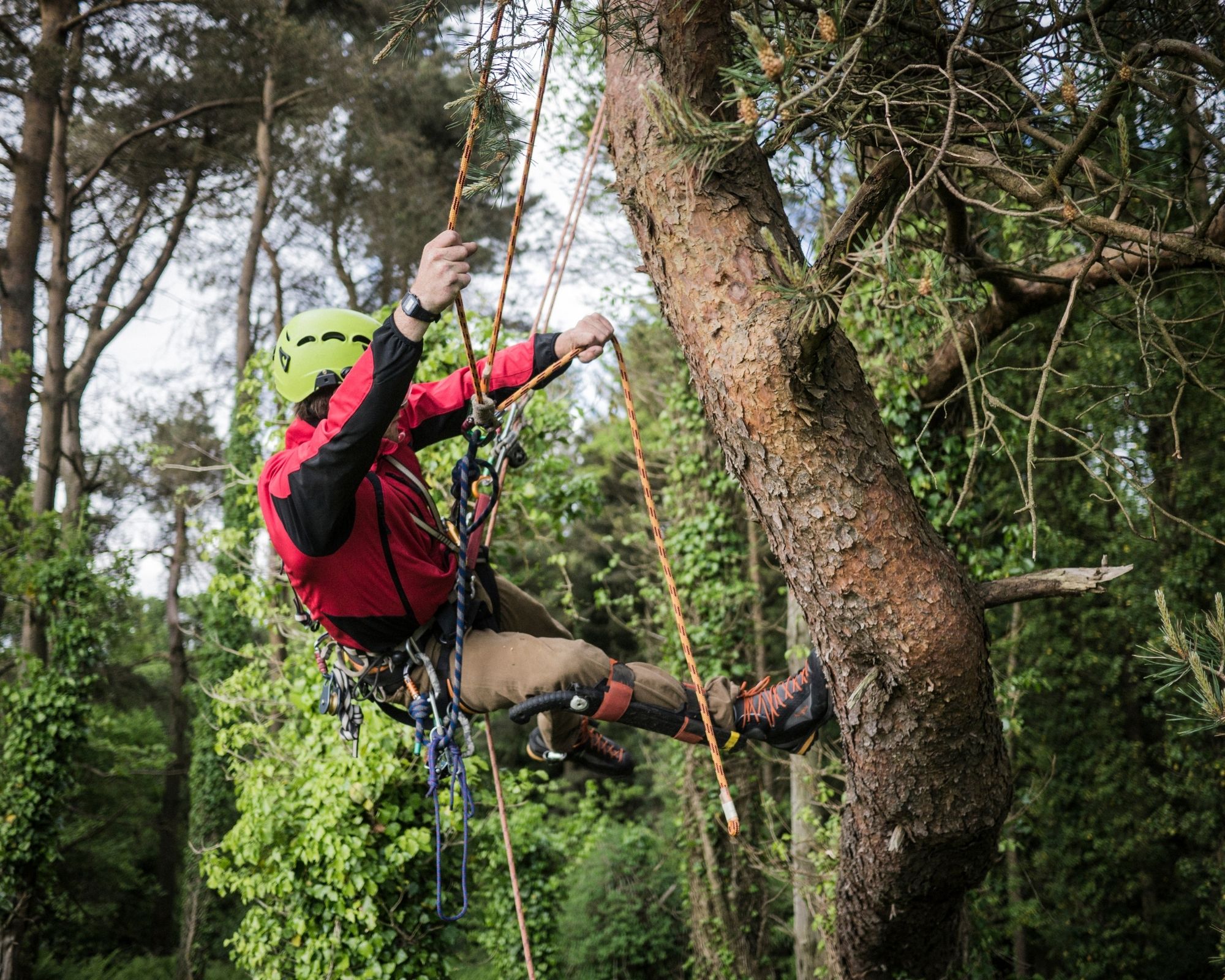 L’accrobranche : activité favorite des enfants en été !