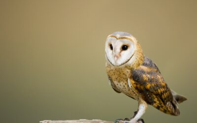 Les activités d’observation et d’ornithologie pour les 12 – 17 ans amoureux de la nature