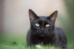 Un chat noir