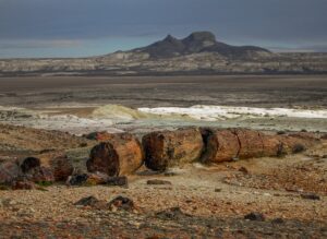foret fossilisee patagonie argentine